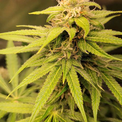Gnomo Auto  growlog timeline photo