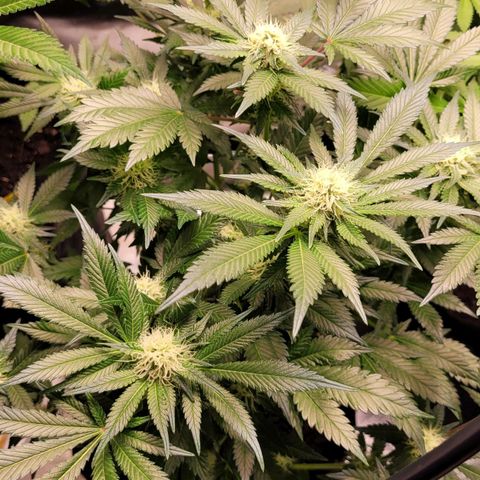 Special Queen #1 growlog timeline photo