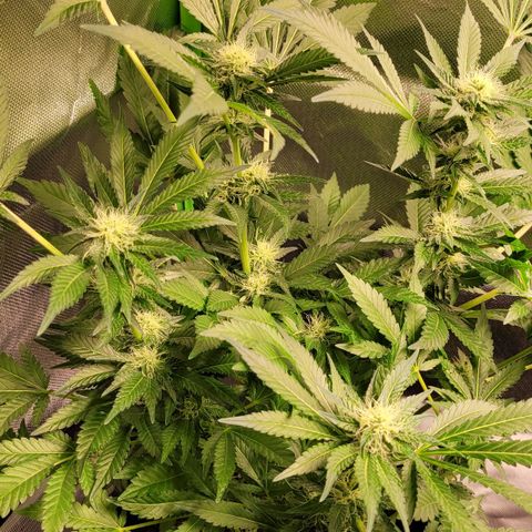 Special 1 # growlog timeline photo