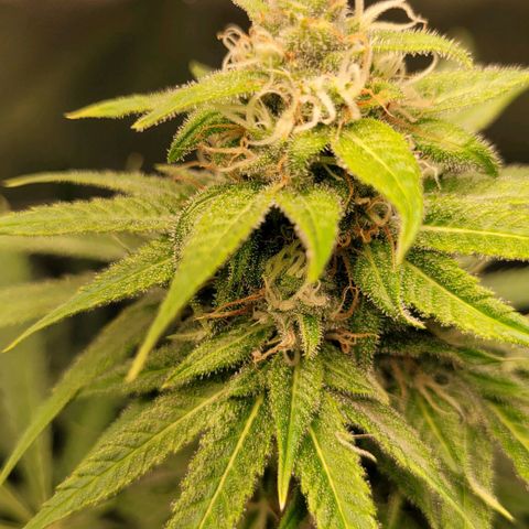 Gnomo Auto  growlog timeline photo