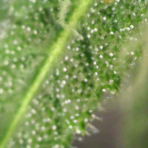 Gnomo Auto  growlog timeline photo