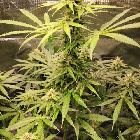 Gnomo Auto  growlog timeline photo