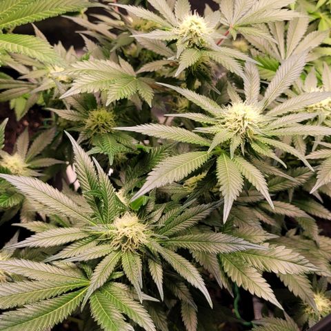 Special Queen #1 growlog timeline photo