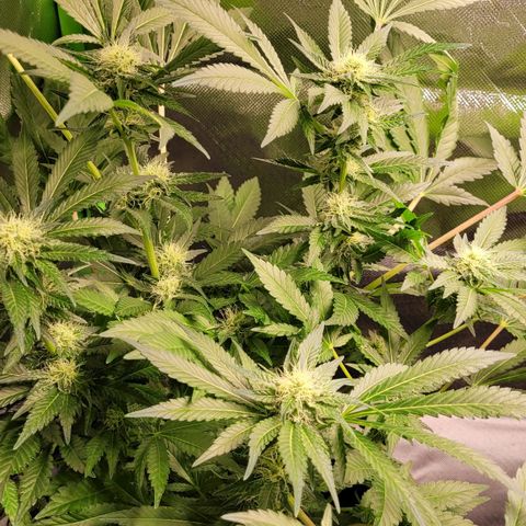 Special 1 # growlog timeline photo