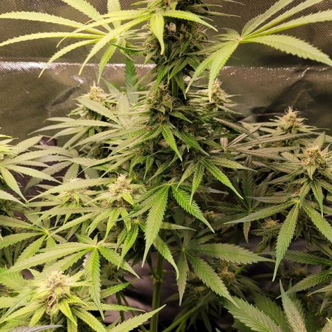 Gnomo Auto  growlog timeline photo