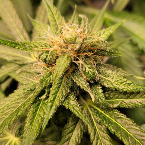 Gnomo Auto  growlog timeline photo