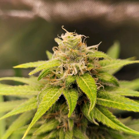 Gnomo Auto  growlog timeline photo