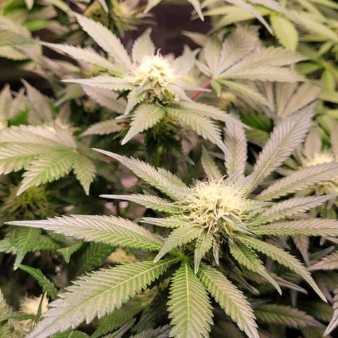 Special Queen #1 growlog timeline photo