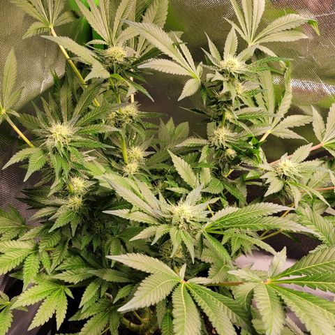 Special 1 # growlog timeline photo