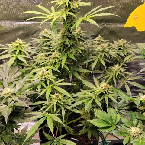 Gnomo Auto  growlog timeline photo