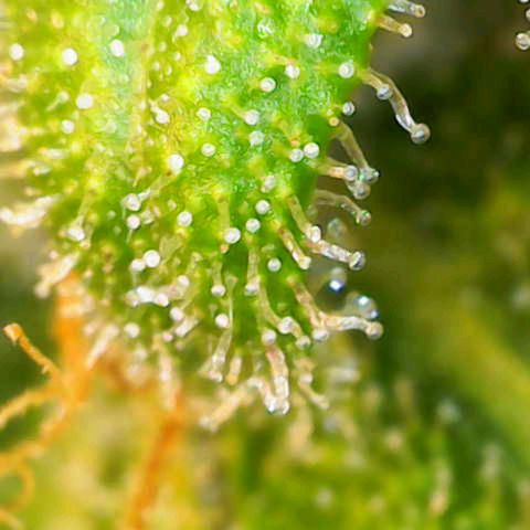 Gnomo Auto  growlog timeline photo