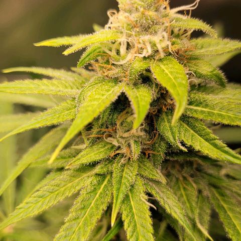 Gnomo Auto  growlog timeline photo