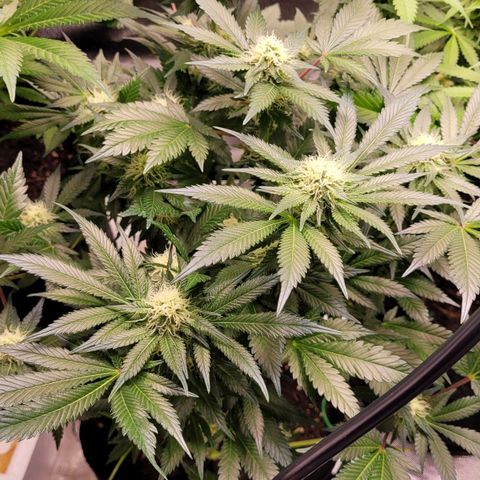 Special Queen #1 growlog timeline photo