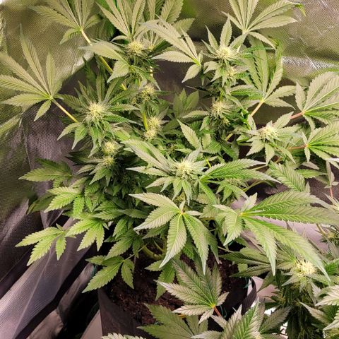 Special 1 # growlog timeline photo