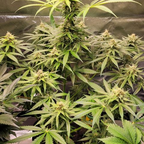 Gnomo Auto  growlog timeline photo