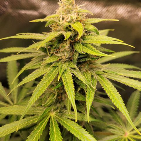Gnomo Auto  growlog timeline photo