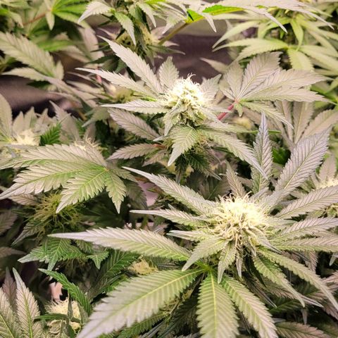 Special Queen #1 growlog timeline photo