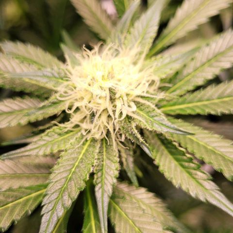 Special Queen #1 growlog timeline photo