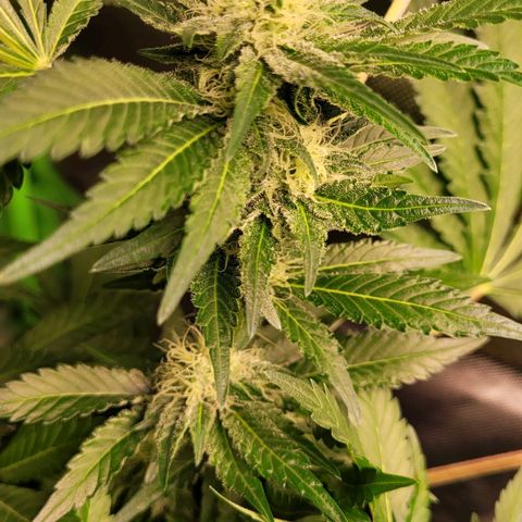 Special 1 # growlog timeline photo