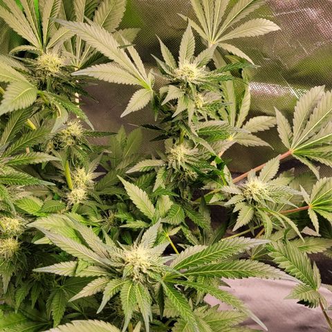 Special 1 # growlog timeline photo