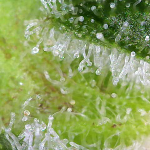 Gnomo Auto  growlog timeline photo