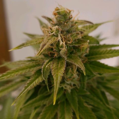 Gnomo Auto  growlog timeline photo