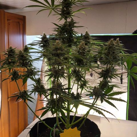 Gnomo Auto  growlog timeline photo