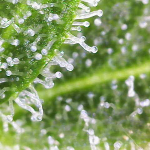 Gnomo Auto  growlog timeline photo