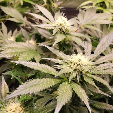 Special Queen #1 growlog timeline photo