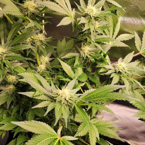 Special 1 # growlog timeline photo
