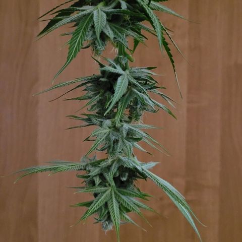 Gnomo Auto  growlog timeline photo