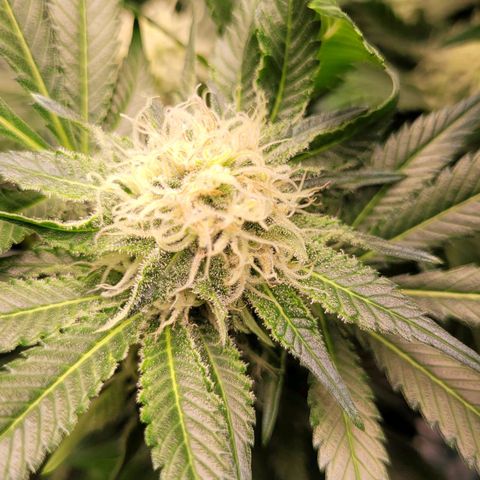 Special Queen #1 growlog timeline photo