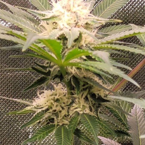 Special Queen #1 growlog timeline photo