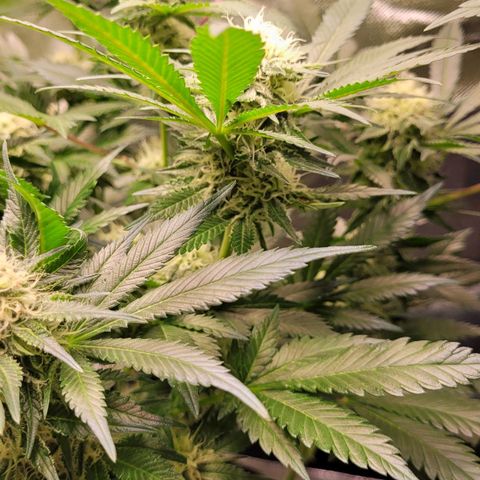 Special 1 # growlog timeline photo