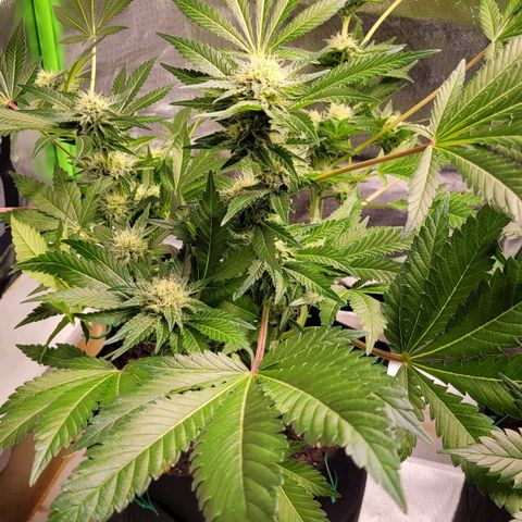 Special 1 # growlog timeline photo