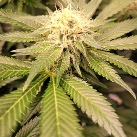 Special Queen #1 growlog timeline photo