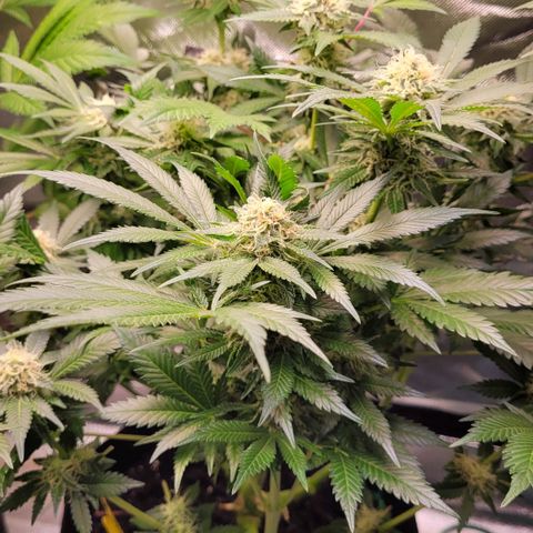 Special Queen #1 growlog timeline photo