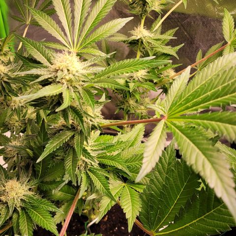 Special 1 # growlog timeline photo