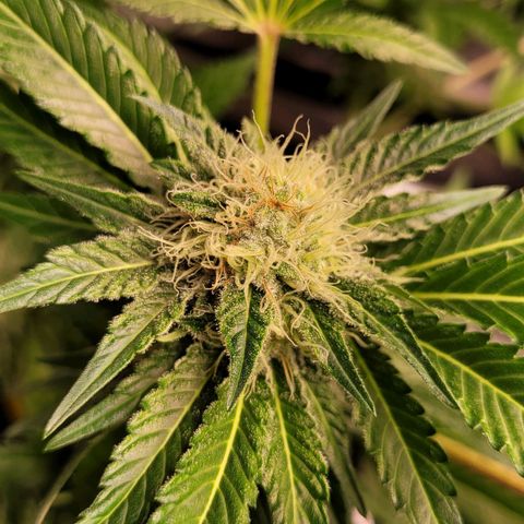 Special 1 # growlog timeline photo