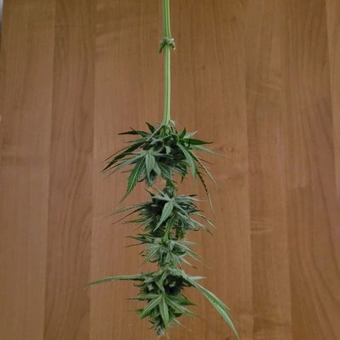 Gnomo Auto  growlog timeline photo