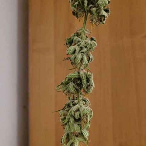 Gnomo Auto  growlog timeline photo