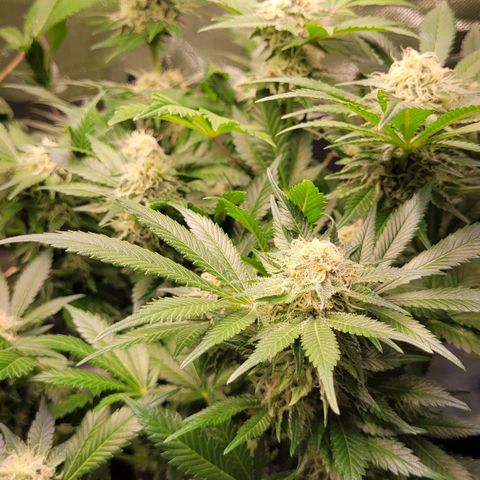 Special Queen #1 growlog timeline photo