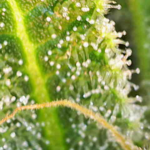 Special Queen #1 growlog timeline photo