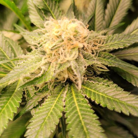 Special Queen #1 growlog timeline photo