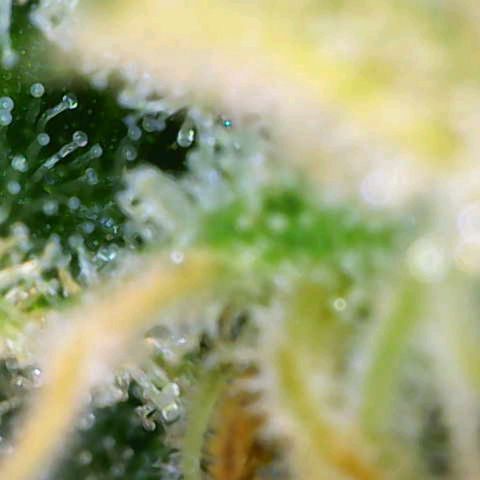 Special 1 # growlog timeline photo