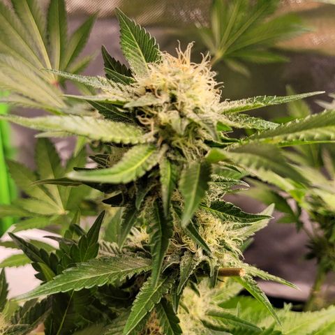 Special 1 # growlog timeline photo
