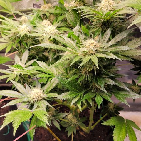 Special Queen #1 growlog timeline photo