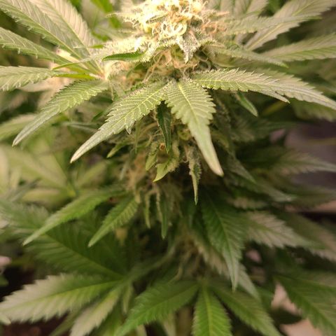 Special Queen #1 growlog timeline photo