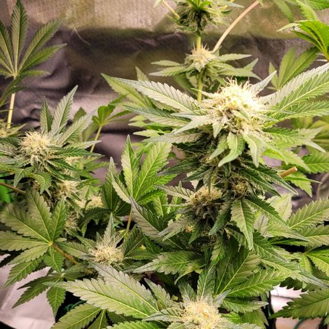 Special 1 # growlog timeline photo