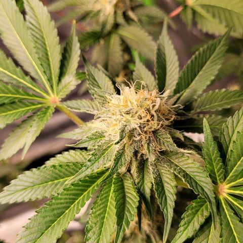Special 1 # growlog timeline photo